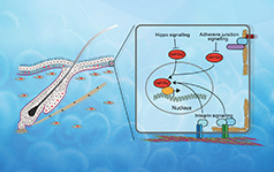 gram_lab's tweet photo. Special Issue on the #Hippopathway in disease now completed @cells @meet_CIR. https://t.co/oB9ZBipJvI. Insightful up to date reviews on this crucial pathways role in the #AdaptiveImmunesystem, #Skin, #Angiogenesis, #ProstateCancer, #Fibrosis. Nice cover from the @walko lab. https://t.co/S0EdWS9Qua