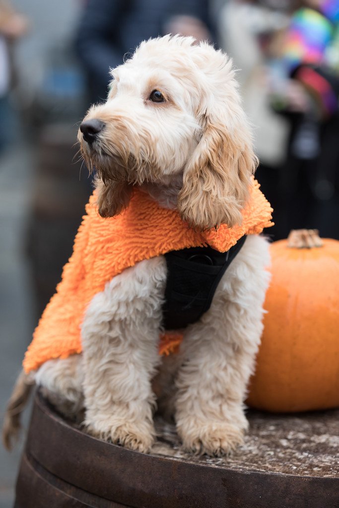 Spinningfields's tweet photo. Only two days to go until @HalloweenMcr's Spooky Pooch Show at @TheOastHouseMcr! Have you registered yet? #Screamfields
Tickets: https://t.co/uQO2lfBecY https://t.co/YyjnQy41aK