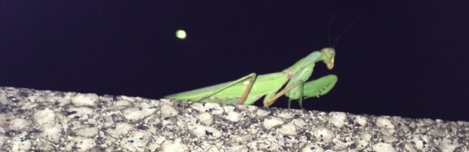 カマキリのtwitterイラスト検索結果 古い順