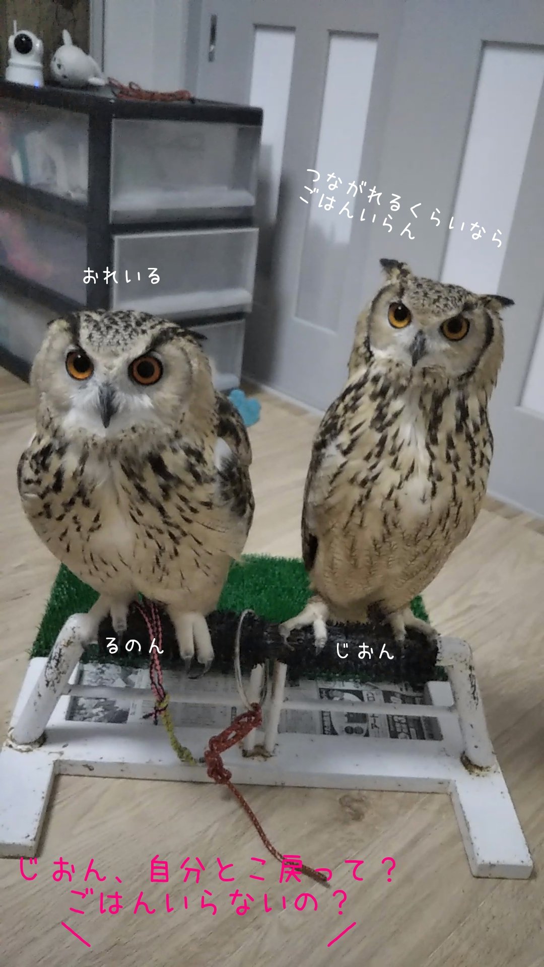 いつでもフクロウ Owlowl All Twitter