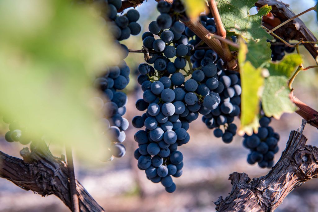 RUS_Wirtschaft's tweet photo. Qualitätswein aus Russland? Die Schweizer Winzerfamilie Burnier machte ihren Traum an der russischen Schwarzmeerküste wahr. Was gab es für Schwierigkeiten und wie wird der Wein angenommen? 7 Fragen an Marina Burnier: 

https://t.co/Z82O95W379 https://t.co/kITJBdrUAs