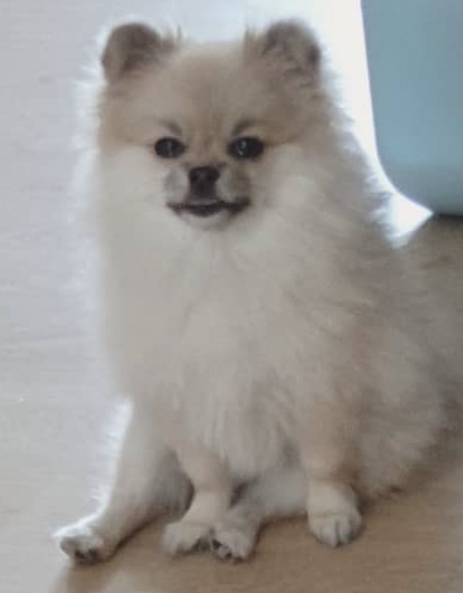 愚鈍 على تويتر 羽海野チカ先生のハチミツとクローバーという作品に 犬には 前世人間だった犬 と 前世犬だった犬 がいる というセリフがある 韓国のこのポメちゃんを見た時に 完璧に前世人間だったしなんなら実は今世も人語を話しそう と強く思った