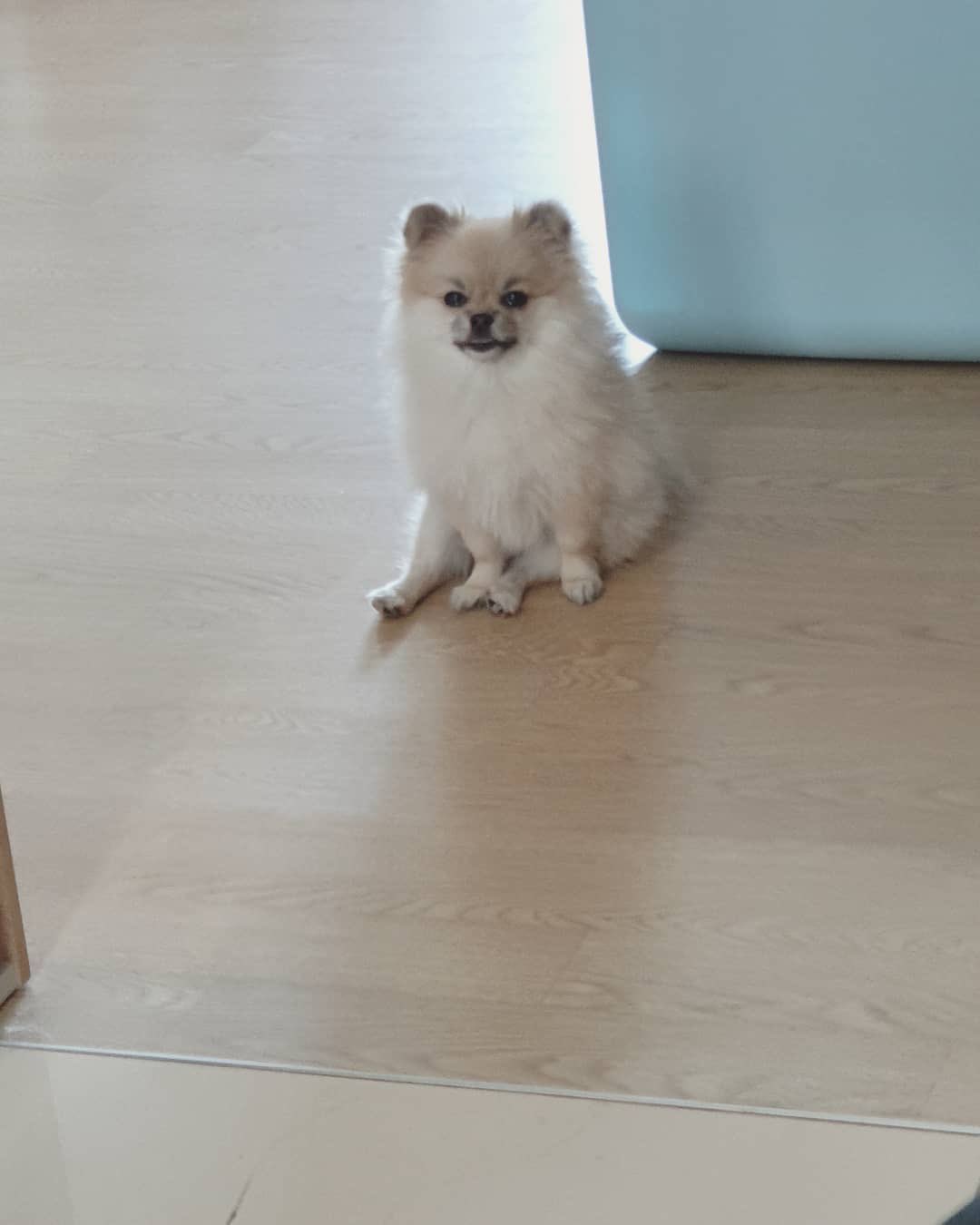 تويتر 愚鈍 على تويتر 羽海野チカ先生のハチミツとクローバーという作品に 犬には 前世人間だった犬 と 前世犬だった犬 がいる というセリフがある 韓国のこのポメちゃんを見た時に 完璧に前世人間だったしなんなら実は今世も人語を話しそう と強く思った