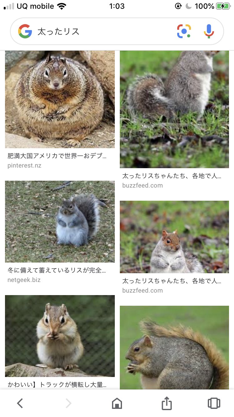 Aicoro 好きな画像検索ワード 寝てるアザラシ やる気のないネコ 洗うアライグマ 丸まるハリネズミ 太ったリス T Co 06zli3vaba Twitter