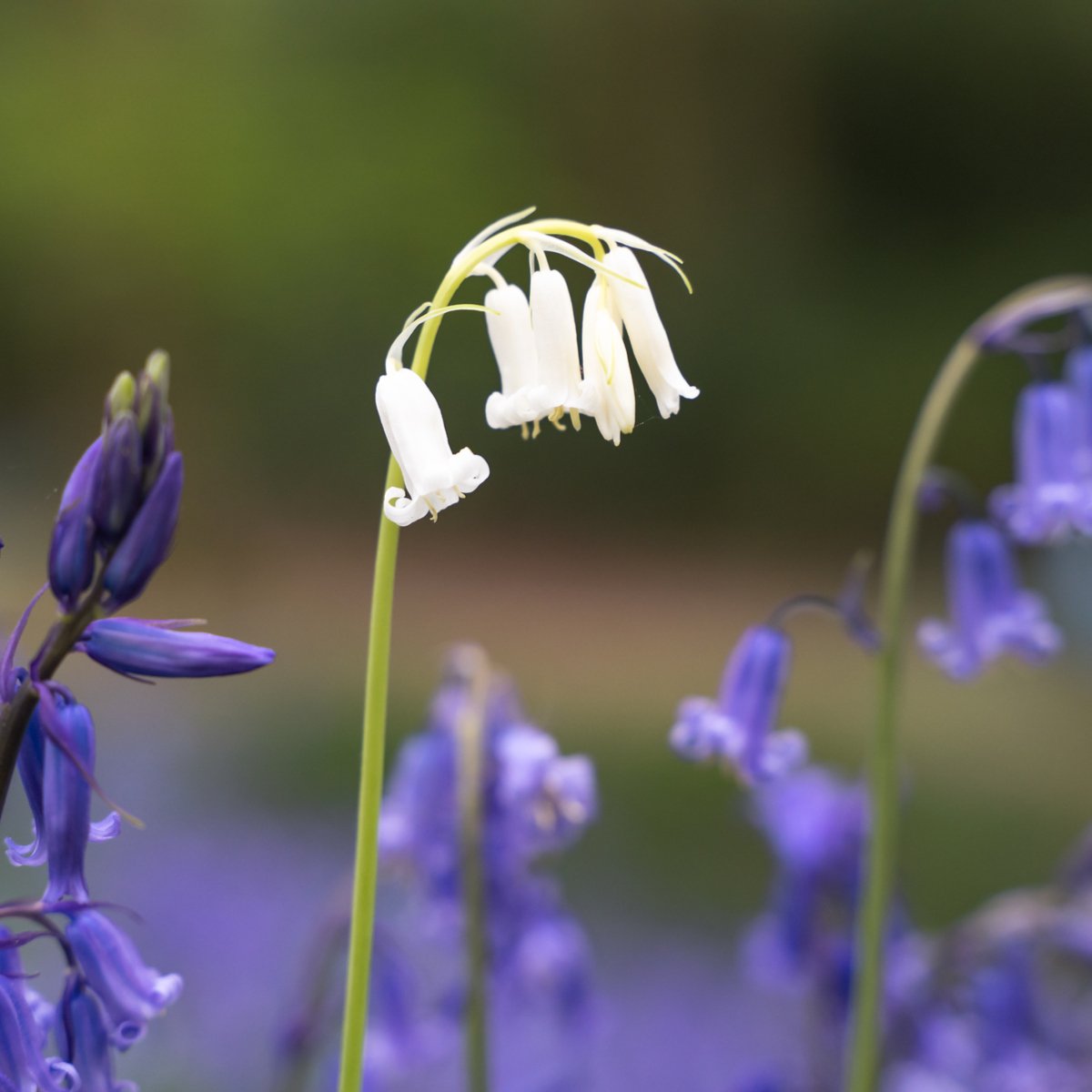 Caerphilly Funeral Services tweet media