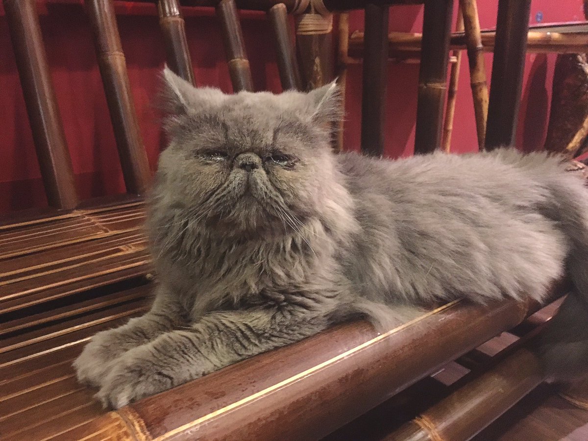 未姫 على تويتر 最高に ブサ可愛い 猫カフェ ぐるぐる堂 モフ王 もふねこ
