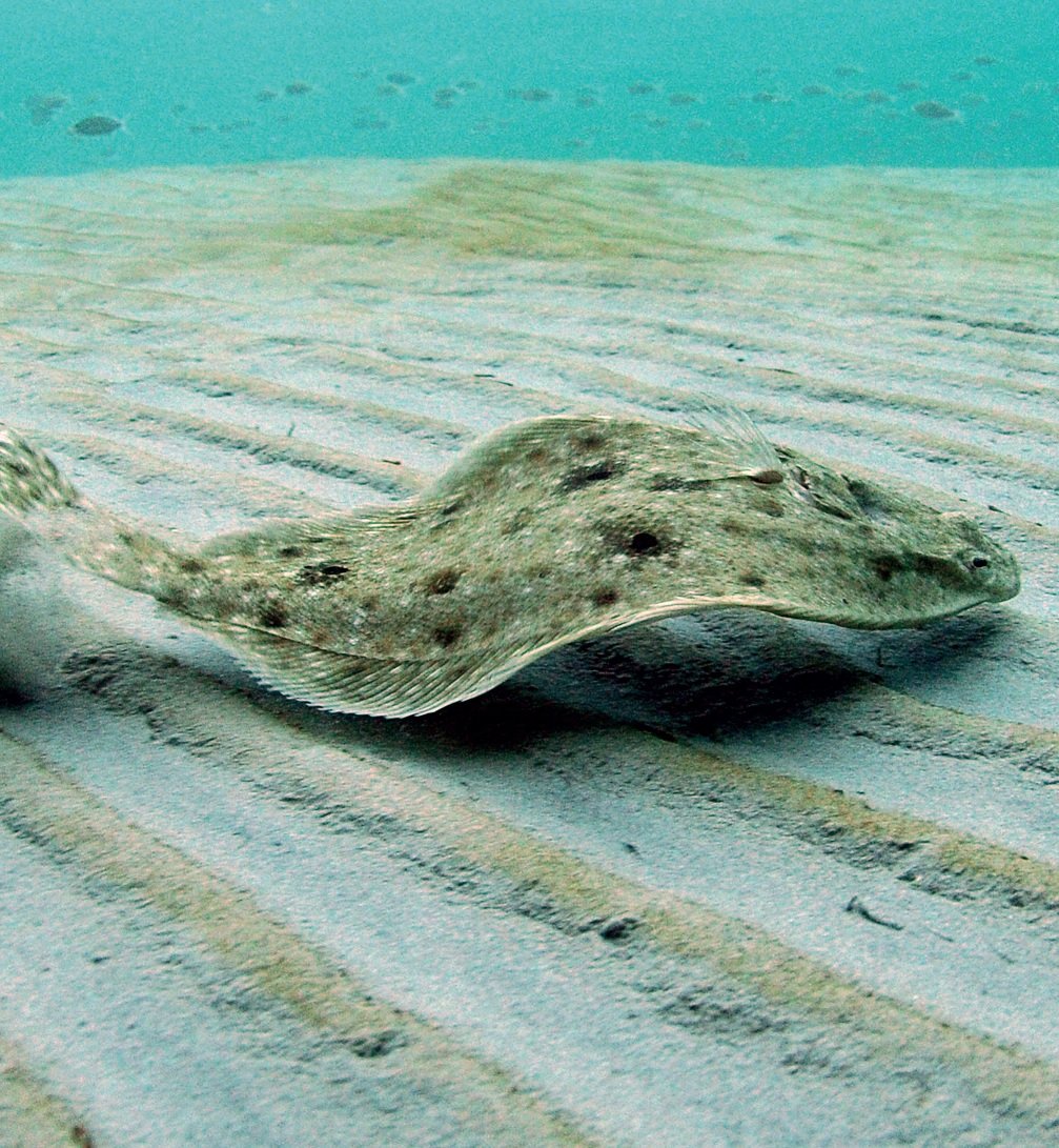 scientia_social's tweet photo. #Southernflounder is an important food #fish, but #fishfarms need to capture wild males each year for breeding, which is unsustainable. To eliminate the need for wild fish, #scientists @TAMU created an all-female #flounder population. Read more: https://t.co/6aGcBdqnll @USDA_NIFA https://t.co/b3HYTZvzJN