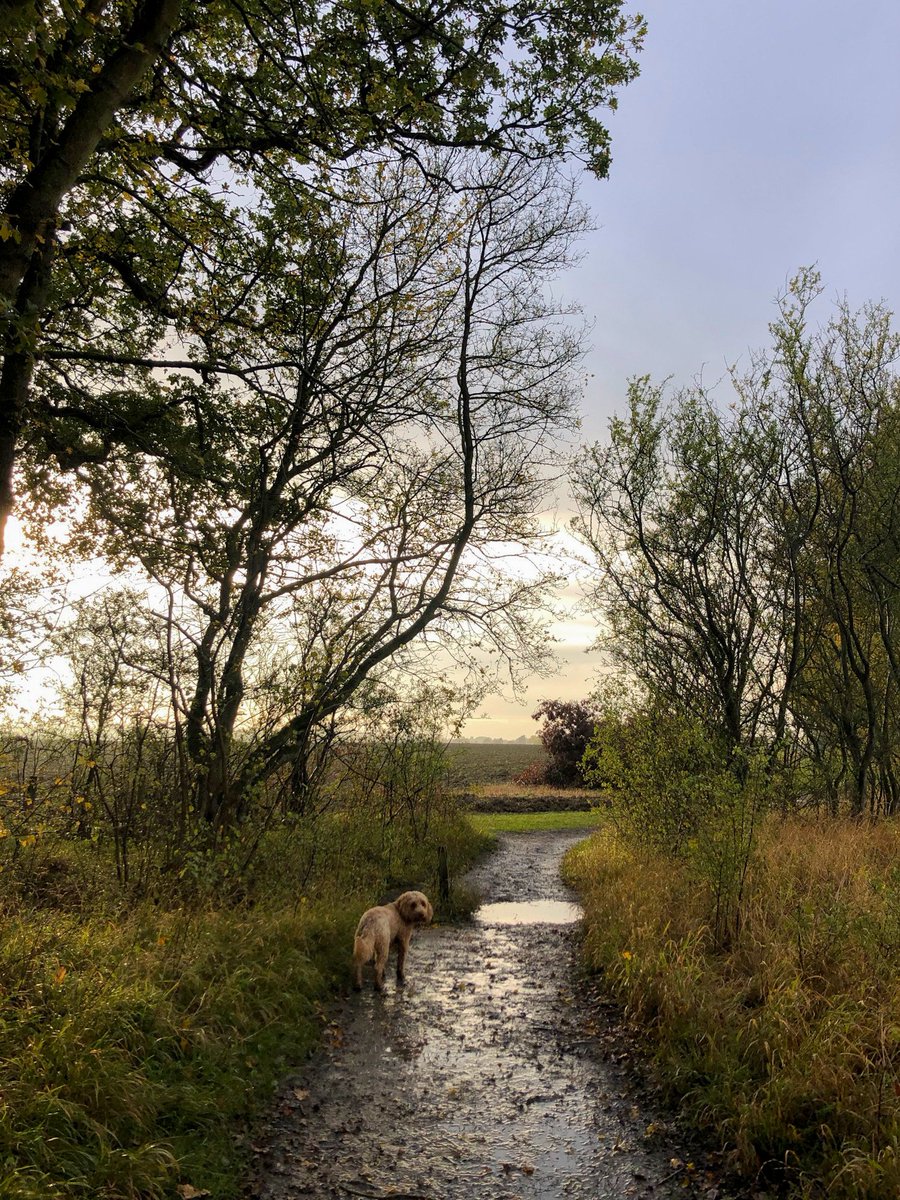 peggottywoofly's tweet image. L and I are dodging showers. And puddles. #dodging #autumntail