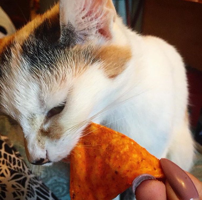 @M0rticiaMunster Scout Pizza Allen, everyone. ✨ https://t.co/dVJlWFF1bq<a class="tags" target="_blank" title="On Twitter" href="/?out=eyJ0eXAiOiJKV1QiLCJhbGciOiJIUzUxMiJ9.eyJpYXQiOjE3MjUzMzUzOTcsImlzcyI6InR3cG9ybnN0YXJzLmNvbSIsIm5iZiI6MTcyNTMzNTM5NywiZXhwIjoxNzU2ODcxMzk3LCJyZWRpcmVjdF91cmwiOiJodHRwczovL3R3aXR0ZXIuY29tL00wcnRpY2lhTXVuc3RlciJ9.On_gS69oHVrGS0TdYZ0BtPOeBYYoE2VSpaB1bNy8VVrnW1UnvATWGzCTLuo_NRBR0XBkgYgOfs3LG7scCHr0Xg">@M0rticiaMunster</a><a href="/tag/sfs"class="tags"><span>#sfs</span></a><a href="/tag/bbw"class="tags"><span>#bbw</span></a><a href="/tag/xxx"class="tags"><span>#xxx</span></a><a href="/tag/nsfw"class="tags"><span>#nsfw</span></a><a href="/tag/onlyfans"class="tags"><span>#onlyfans</span></a>