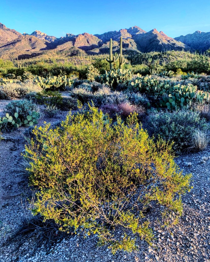 Happy Thursday, #Tucson! 85 and sunny today. That Fall glow! A crisp 60 on my #hike this morning in @SabinoCanyonAZ. #morninglight #highdesertbeauty @FriendsSabino #arizona #catalinas