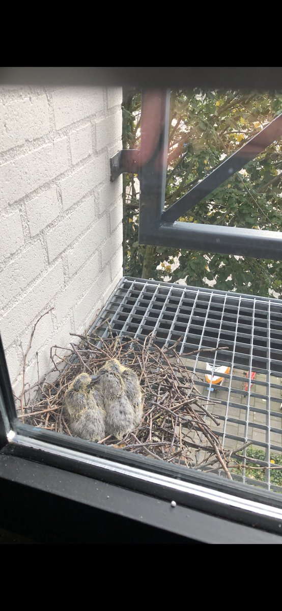 Jacco van Pelt tweet media