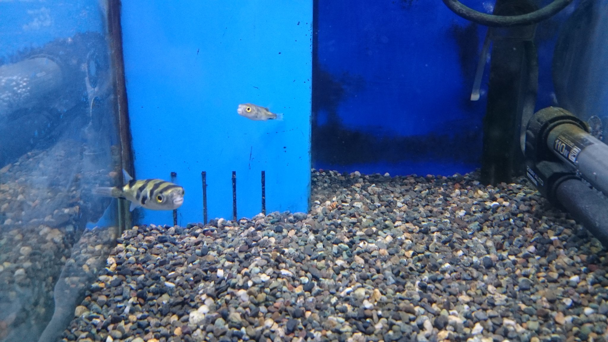 広島熱帯魚 Twitter Search Twitter
