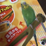 インコのために、絶対つけないように!インコの止まり木ヒーター!