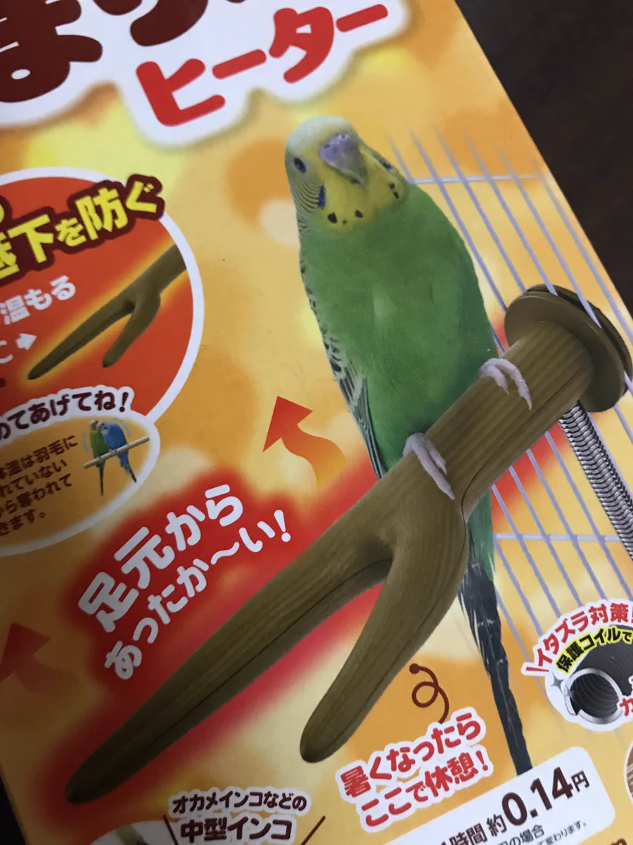 インコのために、絶対つけないように！インコの止まり木ヒーター！
