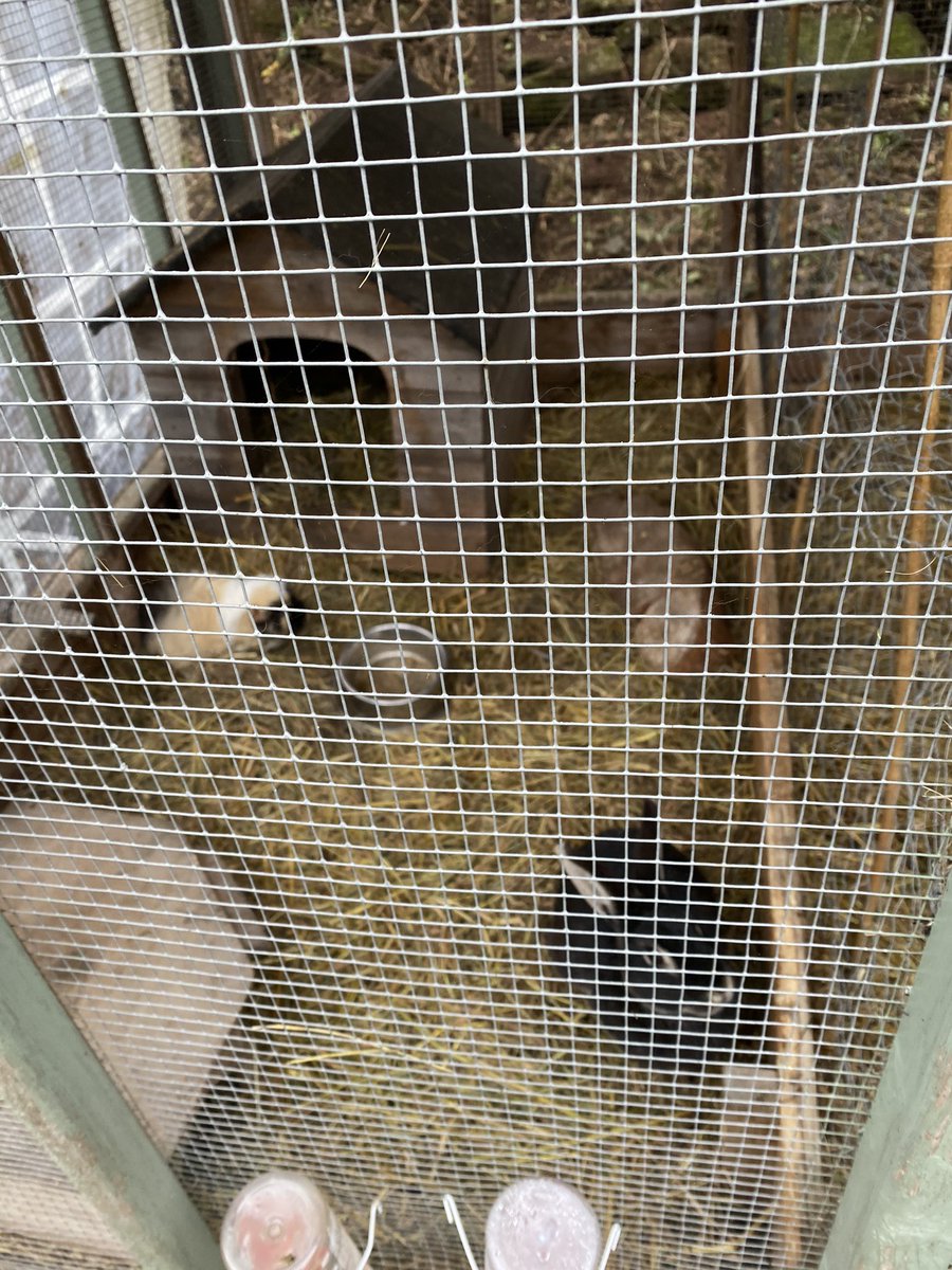 wpsphase3's tweet photo. #animalcare #AnimalWelfare #goats #Year6 #year6residential @EdgmondHall https://t.co/DSvDg3hB3K