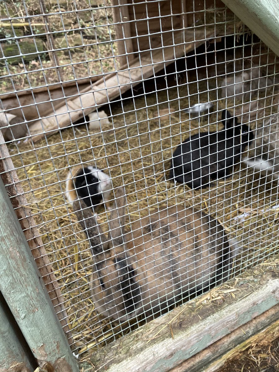 wpsphase3's tweet photo. #animalcare #AnimalWelfare #goats #Year6 #year6residential @EdgmondHall https://t.co/DSvDg3hB3K