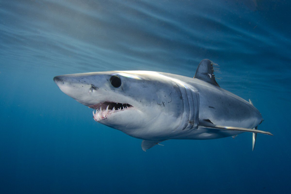 padiaware's tweet image. “We CAN win if we believe in the power of science” @JohnKerry at #OurOcean2019 - #ICCAT in 🇪🇸 offers opportunities to #ListentoScience and ban the retention of Atl. shortfin mako sharks as advised by fisheries scientists #SharkLeague #OurOcean #Overfishing sharkleague.org