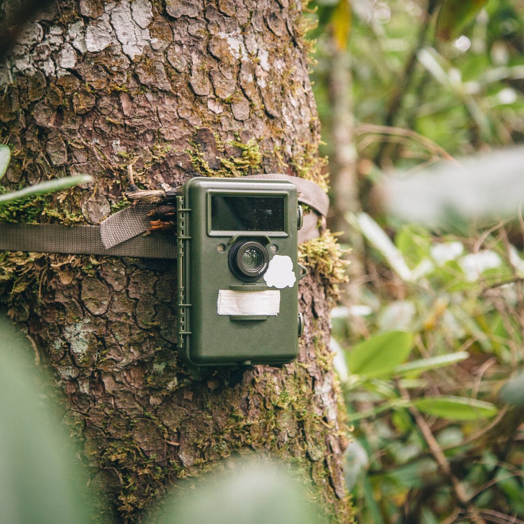 Фотоловушка для дачи. Natuurbrug zanderij crailoo camera trap images. Camera trap meme. Фотоловушка на дереве. Видеокамера в лесу.