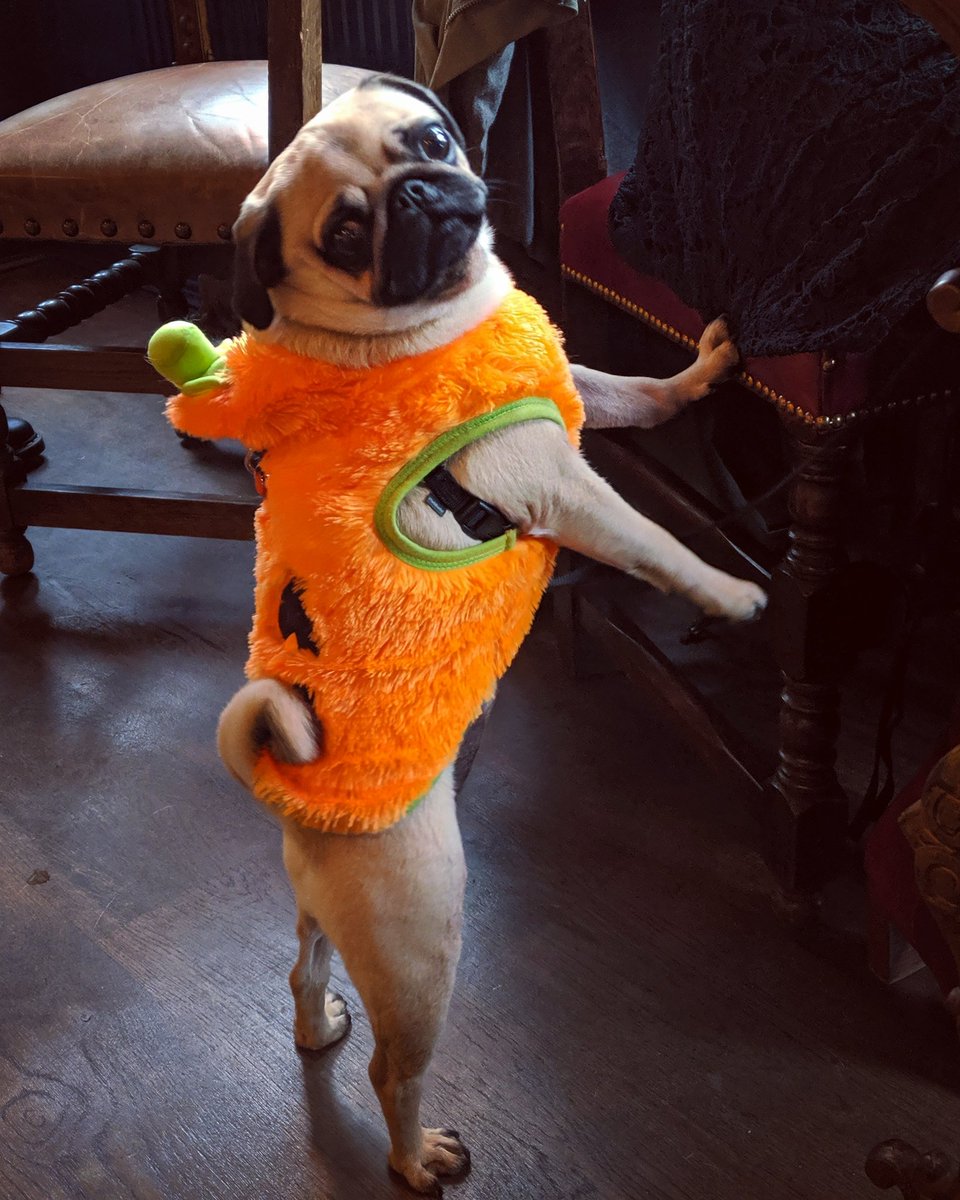 TheEagleSheff's tweet photo. Everybody: "What to wear for Halloween this year...?"
Bella: π
#Dog #Puppy #Dogs #Pet #DogLover #DogOfTheDay #Halloween #Pumpkin #frightnight #DogsOfTheDay #DogSitting #ILoveMyDog #LoveDogs #DogsAndPals #MyDog #DogsCorner #Doggy #DogsLife #Doggo #Puglife #Pugs #Sheffielddogs https://t.co/3wCd1xLE1q