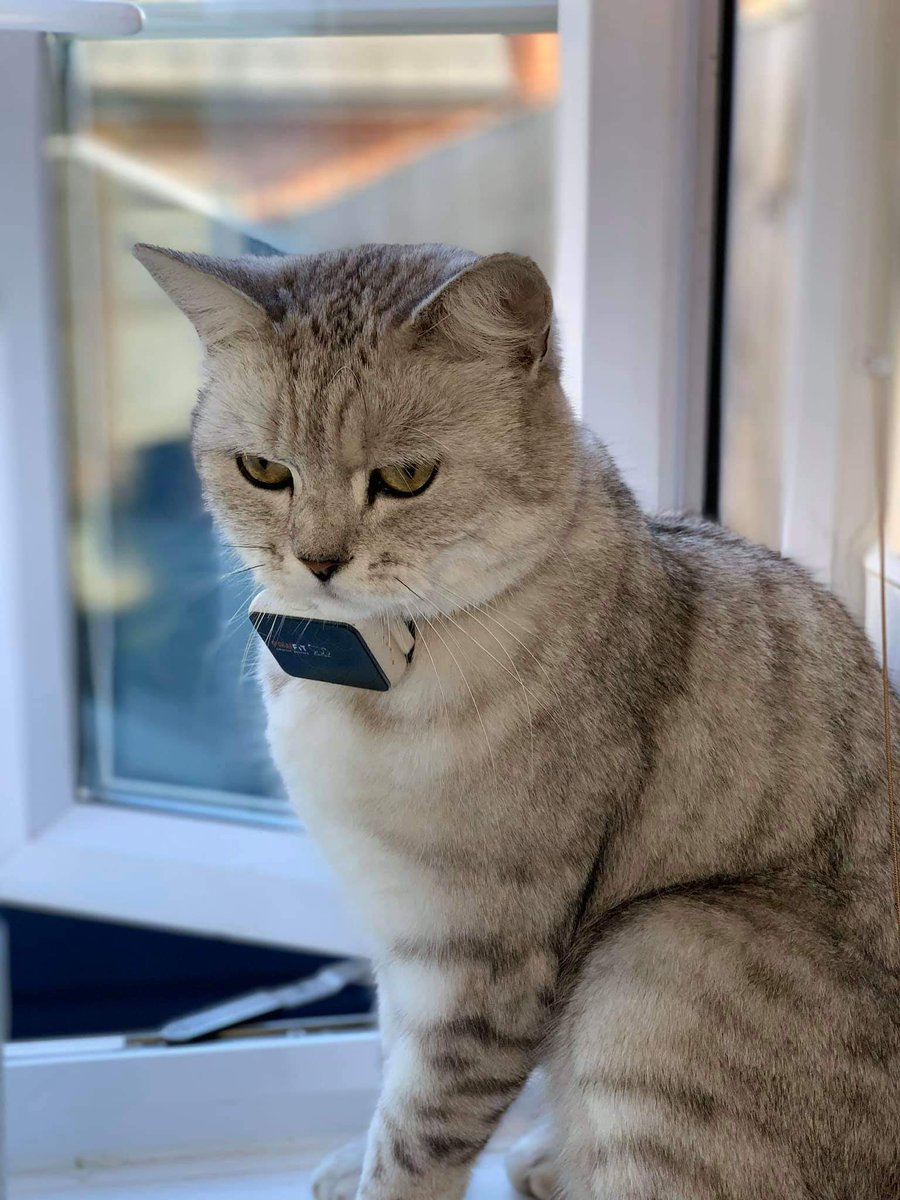 AlanDaffern's tweet photo. Olly was #Stolen on the 20th of October 2019 from #Chilton #Oxfordshire. Olly is a wanderer. This is why he wears a tracker collar. At 5-15am the tracker began moving faster than an cat & 30 minutes later stopped working.
Facebook page - Find Olly
#lostcat https://t.co/YAsVmKBPmc