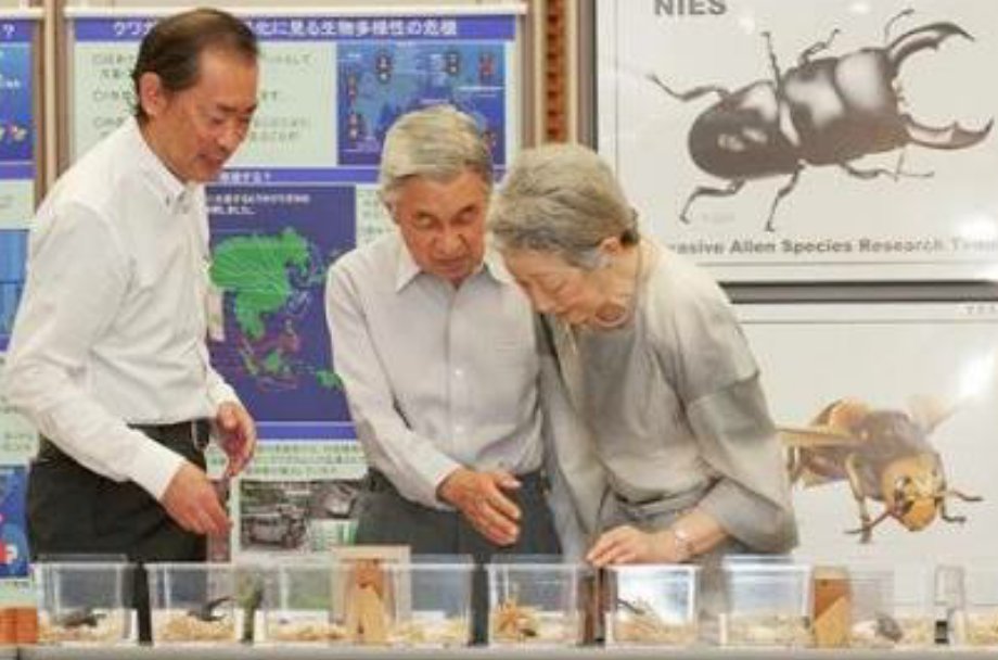 ヒアリについて真面目な事を真面目なニュースで語っているのに その見た目からどうしてもニュースが頭に入ってこない Togetter