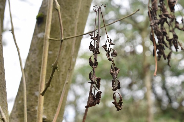 Chiltern Woods tweet media