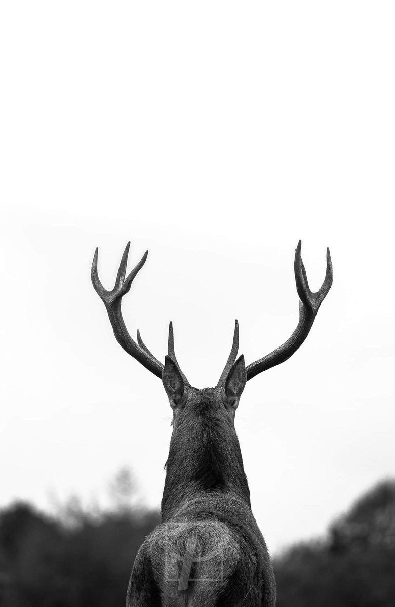 Pixels_Paint's tweet photo. Absolutely awesome day at Studley Royal Deer Park yesterday @YWT_North 
#yorkshirewildlife #animalportrait https://t.co/LPuGZmf5EM