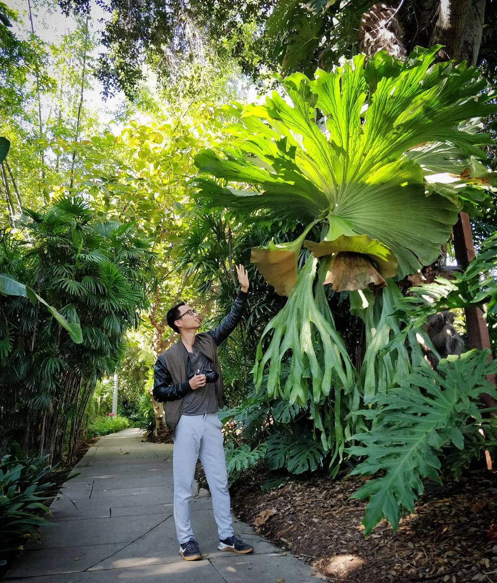 This Staghorn fern is next level. 😮 @houseplantjournal found this beauty at @thehuntingtonlibrary.