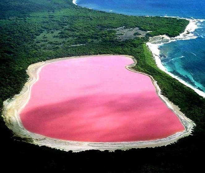 SavoirDuMonde's tweet photo. Il existe un lac rose en Australie et personne ne sait d’où provient sa couleur https://t.co/hdjx9Uurm1