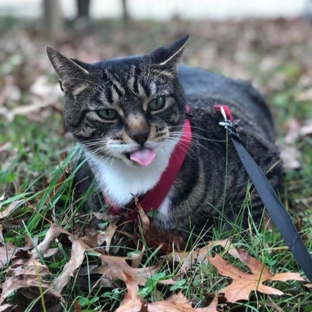 Bow Chicka Meow Meow tweet media