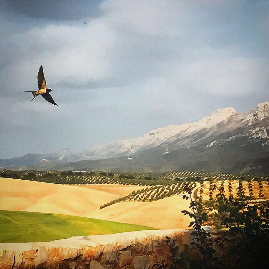 Views from the truly stunning <a href="/CortijoMarques/">Hotel Cortijo del Marques</a> Hotel near Granada. The perfect place to disconnect for a weekend and take in the colours of autumn. #Granada #luxuryhotel #Views
