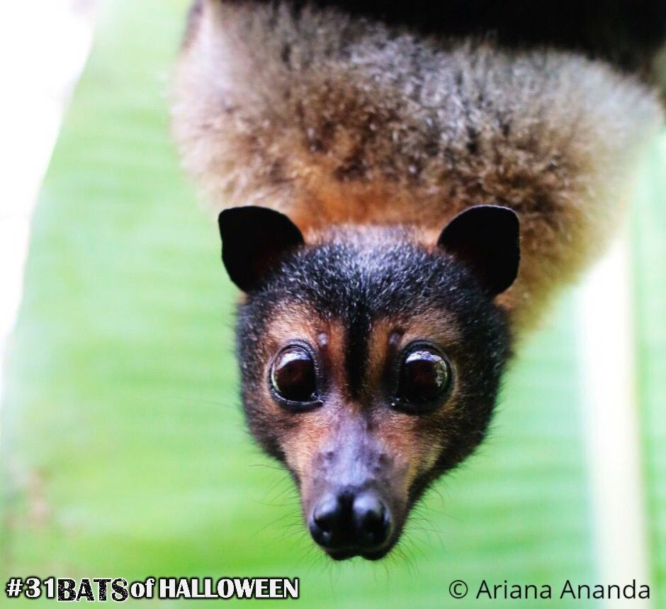 alyb_batgirl's tweet photo. #31BatsOfHalloween Day 24 (and start of #BatWeek!): Spectacled Flying Fox
This wide-cutie was recently upgraded from vulnerable to endangered in Australia, thanks to mortality events from heat waves. #SaveTheBats!
Photo by @Safari_Ari9 https://t.co/HMvgI7yCku