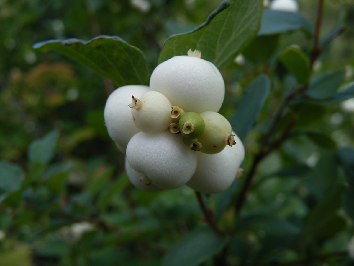ArboretumCSUF's tweet photo. What are these weird little things? It's the common snowberry! This plant will be available at our Native Plant Sale on November 2nd and 3rd! See the full list at https://t.co/uZ2jHzWajP
#snowberry #fullertonarboretum #fullerton #orangecounty #commonsnowberry #csuf #csuftitans https://t.co/nhMkuat1RK