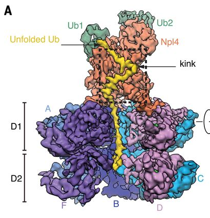TrujilloLab's tweet photo. So #ubiquitin is unfolded (in yellow), and it initiates substrate processing by #CDC48 https://t.co/Tmbep5yjoH https://t.co/CJnJQN1vLV
