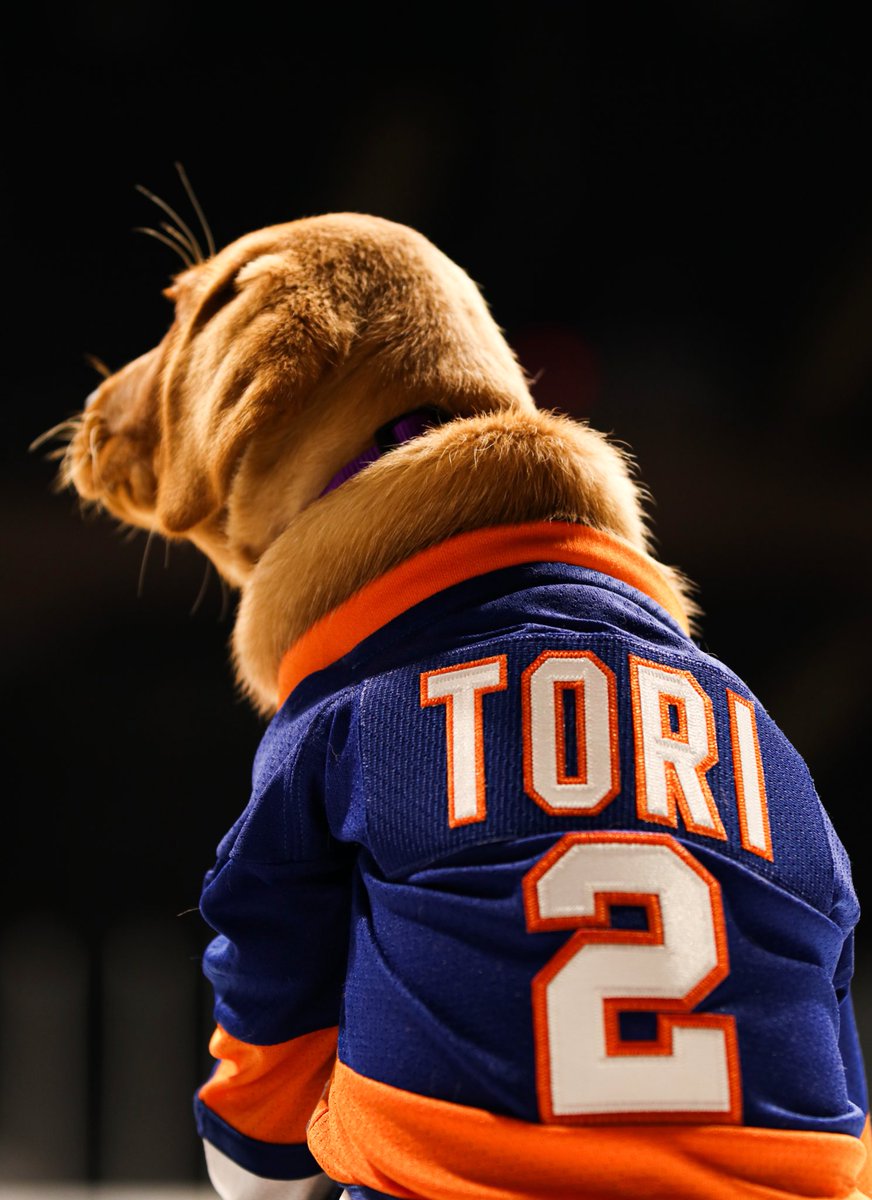 new york islanders dog jersey
