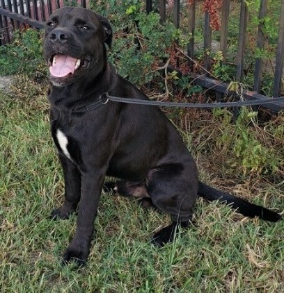 Happy Thursday from McDill! He's a big boy who is playful, smart and gentle. Looking for someone to head outside with? If so, McDill is the pup for you! He loves to play and would love to join you on a walk, hike, or jog. bit.ly/31INrwX