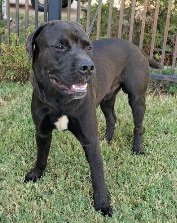 Save One Soul ARL tweet media