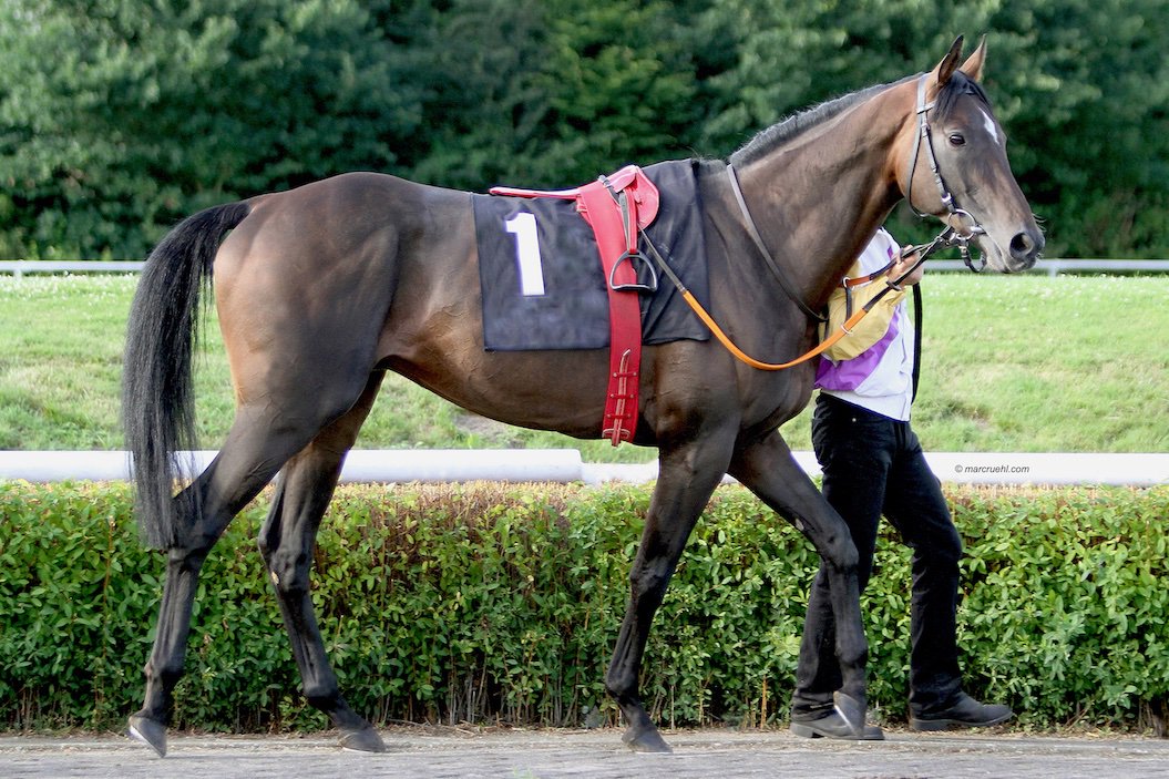 svl_design's tweet photo. Top News !!!
#DEVASTAR by Areion x Deva
New stallion for 2010 at @haras_du_mazet 🇫🇷
@helmutvonfinck @svl_design
Read more in tonights @Jour_de_Galop article by @AdrienCUGNASSE
Photo #MarcRuehl https://t.co/3HRg4QHwdp