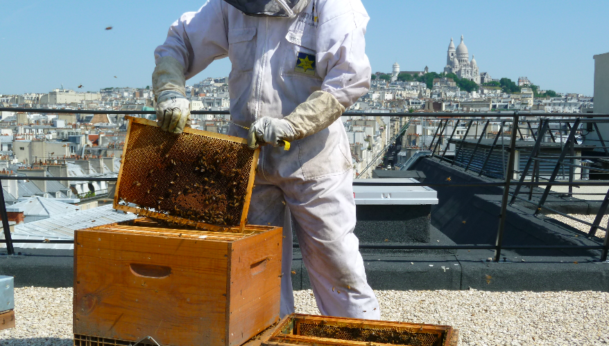 Retrouvez l'article #Voxfi « Des abeilles pour notre toit brûlant » écrit par Aude Rigaudière sur le site finance-gestion.com 👉bit.ly/33XcptT
