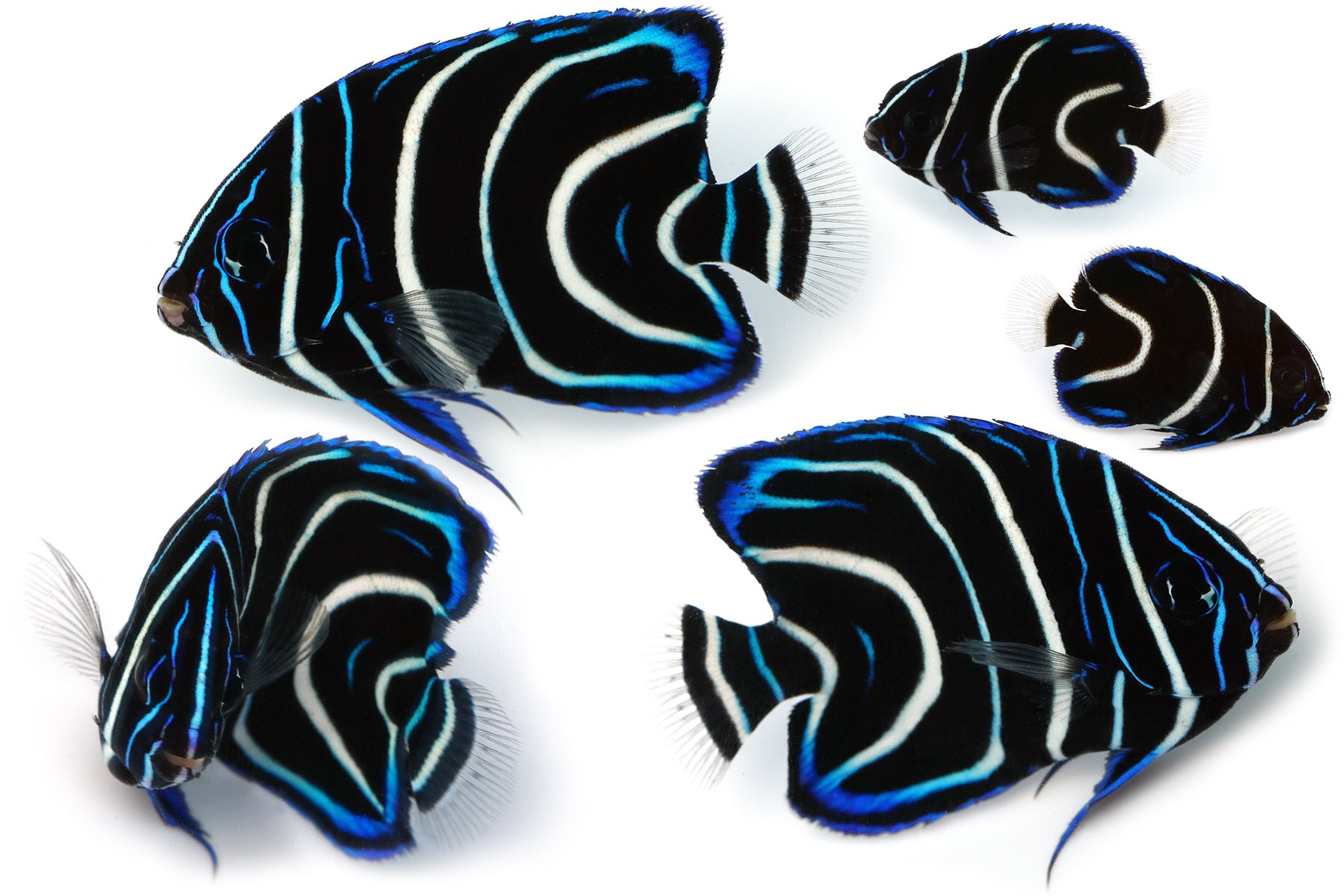 ゆうじ 今日も疲れた ཀ 磯の浅場で見つけたサザナミヤッコの幼魚 同じ幼魚でもこれまでに撮影していた右上の個体と比べるとかなり大きく 発色の良さも相まってとにかく美しい ﾟ ﾟ ﾉ 岩棚などの暗がりに隠れていることが多い T Co