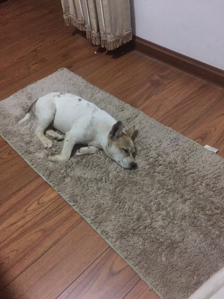 hello_envoy's tweet image. 可爱的小狗