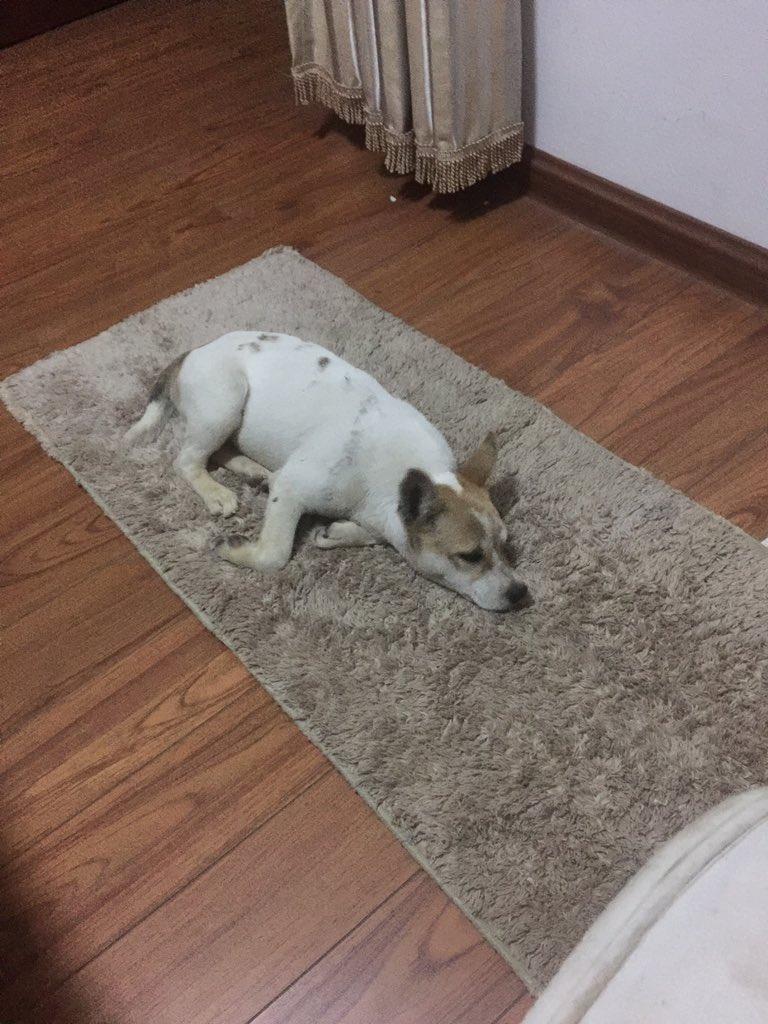 hello_envoy's tweet image. 可爱的小狗