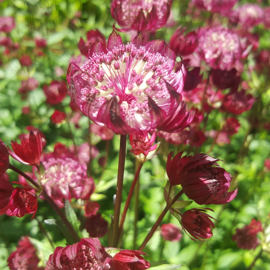 As the clocks go back this weekend, we say goodbye to British Summer Time and so long to summer flowers such as these Summer Astrantia Flowers. Until next year!

Which autumnal plants are you enjoying this year?