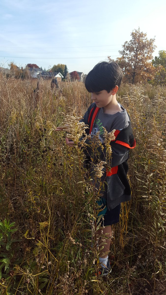 #oqms #sd113a Seed collection at the Heritage Community Center.  Saving seeds to replant after the prairie burn.  6th grade ecologists!