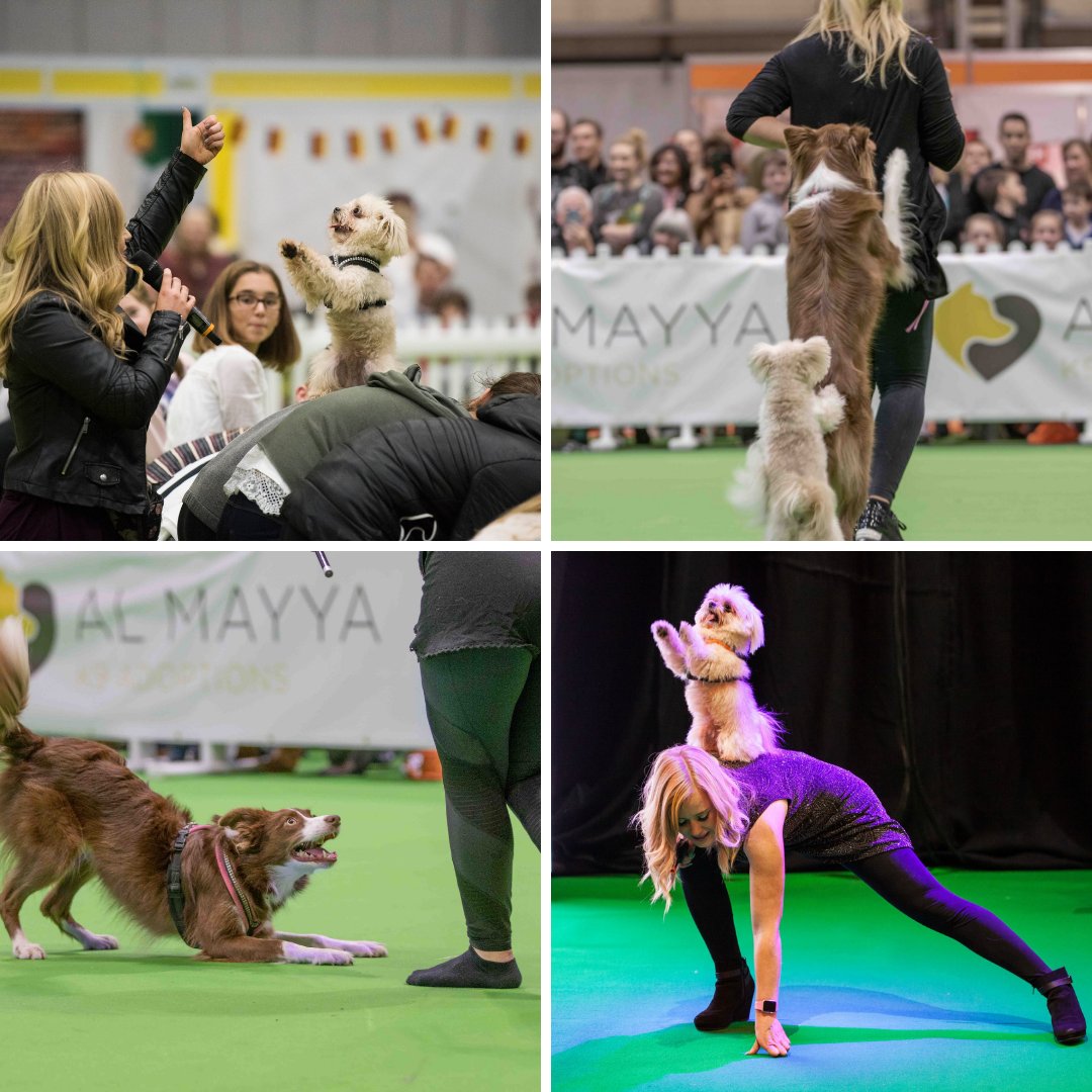 Wish you had training skills as good as <a href="/lucyandtrip/">The Trickstars</a>? She'll be in the School 4 Dogs Ring teaching you how to inject fun into dog training &amp; showing off some of her favourite moves 🐶🕺

thenationalpetshow.com/show-experienc…

Use COUNTDOWN10 for 10% off your tickets bit.ly/NPS19tix