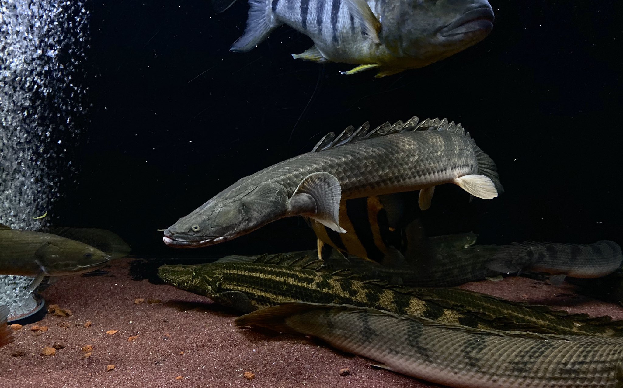 ナイジェリアsp、ラプラディー