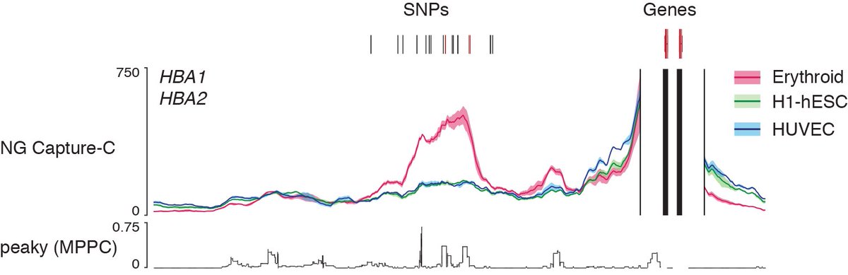 3) We use high-resolution NG Capture C (invented by @jojdavies and @jrmmhughes) and statistical modelling to link SNPs to the genes they control.