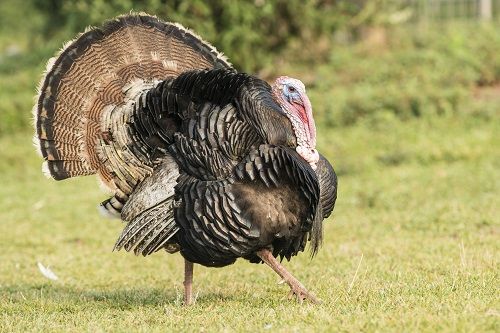 PRResortgolf's tweet photo. There's still time to play some golf before the weather gets too chilly! Join us at our Turkey Shoot Golf Tournament on Nov. 2! Learn more and register now: https://t.co/TI1dfFy0GX #funattherun https://t.co/wSsJuhKUn2