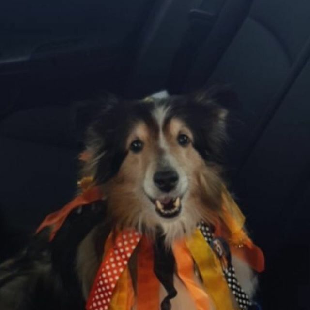 Who’s ready for our “Treat Your Boo” event this Saturday?! “Marble” here is ready and can’t wait for the photo op and treats that come with it! Make sure to come in Saturday for our treats, photos, and costume contest! 
#lifeatpetsmart #petsmart #treatyo… ift.tt/2PnFuKS