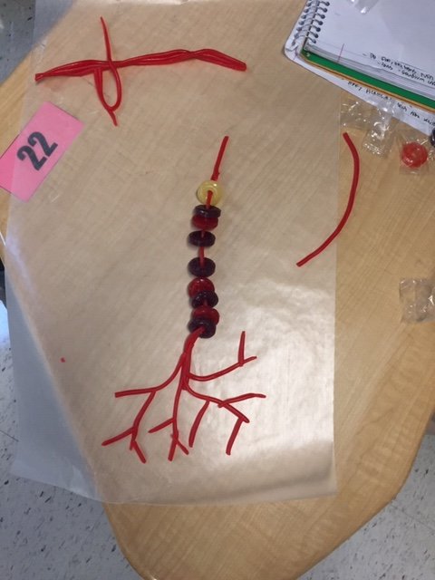Ms. Paduto's (Previously Gifford) AP Psychology class makes models of neurons from candy. Our 2020 Class President Mia Jurkunas and Secretary Nicole Mazzeo are hard at work using their own neurons! As a Type 1 Diabetic we had to send in <a href="/mspconis/">P. Conis</a> to avoid the temptation!